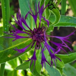 Purple spider flower