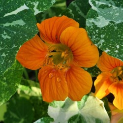 Orange nasturtium 2