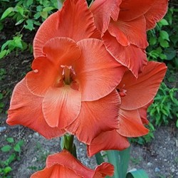 Coral flower lily