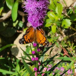 Purple butterfly flower