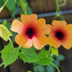 Thunbergia 1