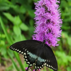  Black Butterfly on purple flower