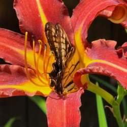 Butterfly on orange lily
