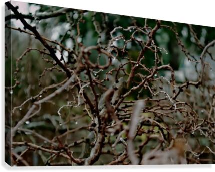 Lim Canvas Print