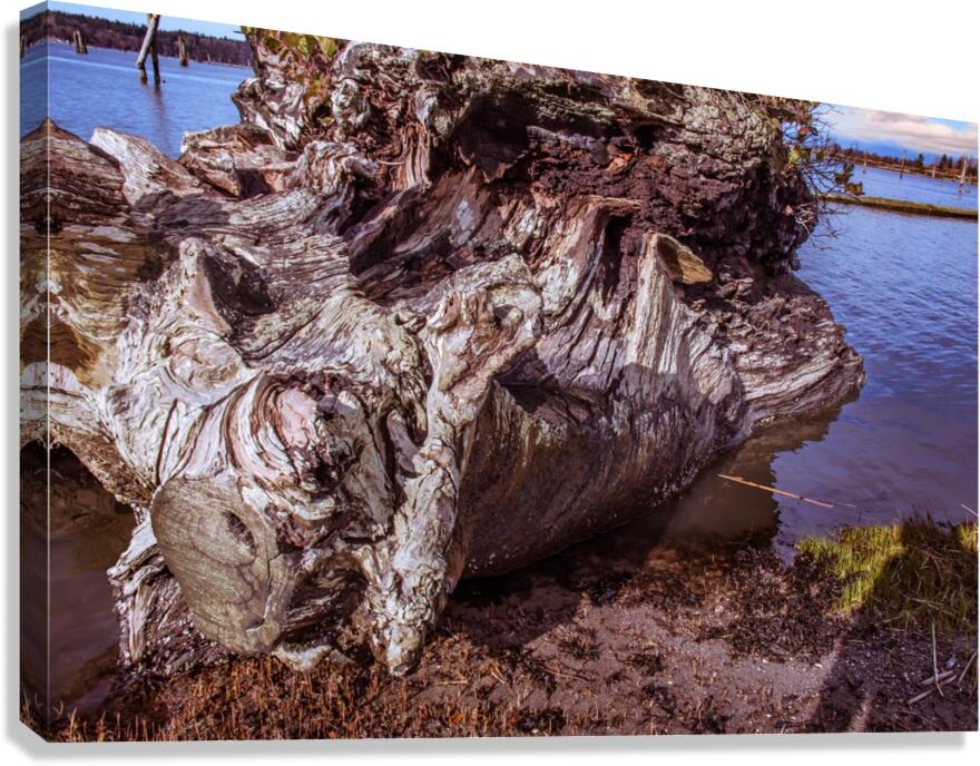 Landed Canvas Print