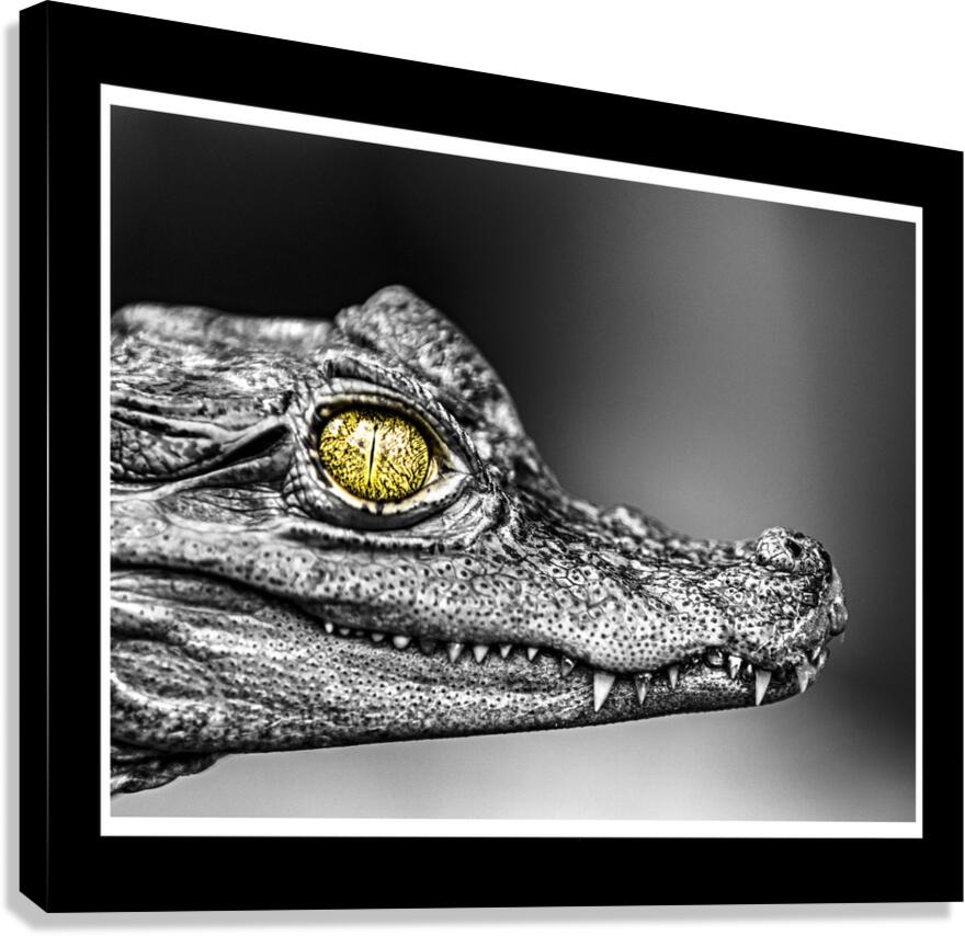 Caiman Eye Canvas Print