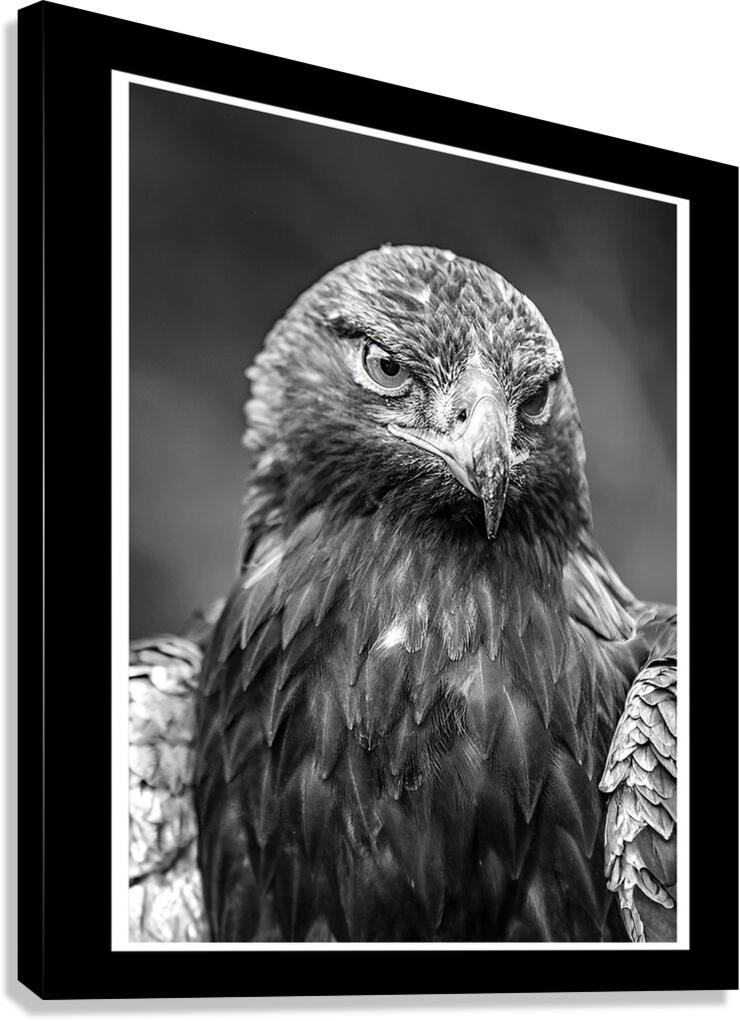 Golden Eagle Canvas Print