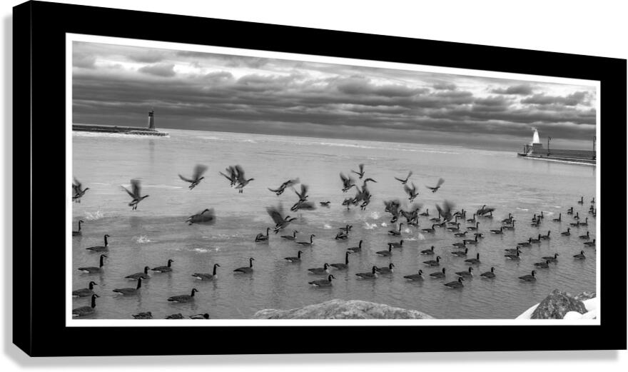 Ice Ducks Canvas Print