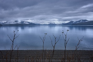 Alaskan Beach Folliage Icy Strait Point