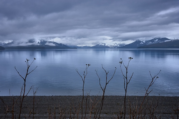 Alaskan Beach Folliage Icy Strait Point Print