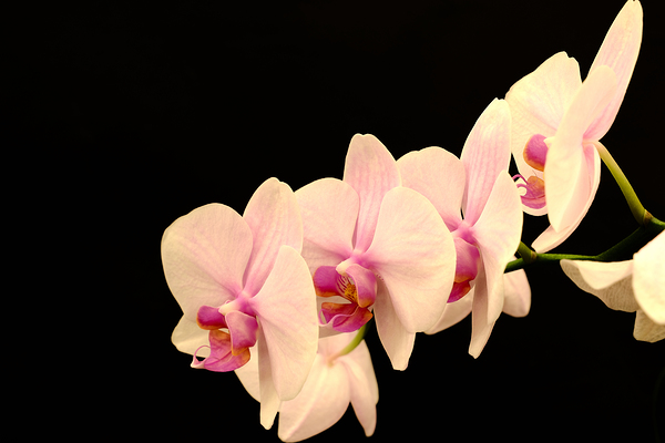 Orchids Print