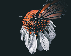 Moment of Renewal