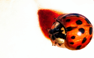 Minimalist Ladybug Artwork: A Study in Contrast and Solitude