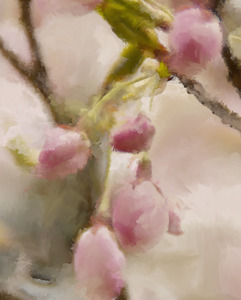 Whispers of Spring: Cherry Blossom Serenade