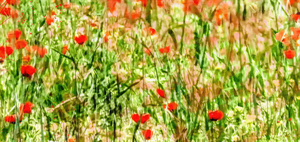Scarlet Whispers