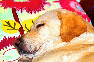 Serenity in Slumber: A Dogs Dream