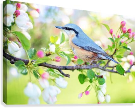 spring bird Canvas Print