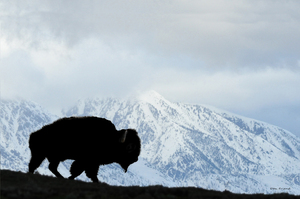 Buffalo in the winter