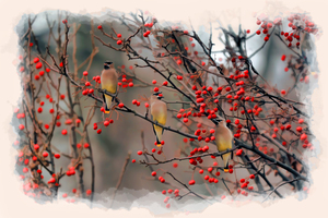Three Cedar Waxwing  eating in tree