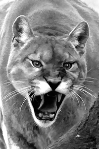 Mountain lion roaring