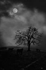 Moonlite tree on the farm
