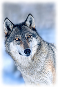 Wolf portrait