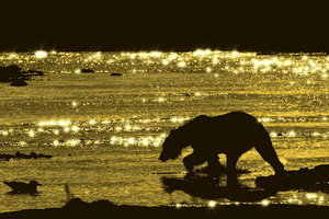 Brown bear searching salmon in evening