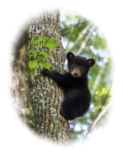 0986x05132015x0809The Black Bear West Virginia State Animal