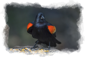 Red-winged Blackbird