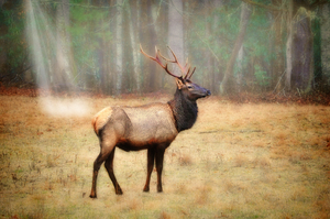 Bull elk in a field