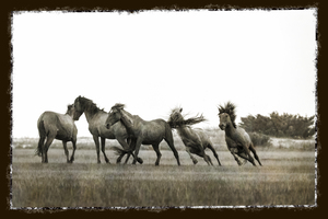 The dominant stallion is the boss 