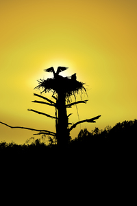 Osprey on nest with yellow sunset