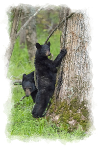 Black bear in the woods