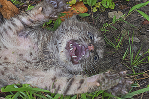 Baby bobcat little mad