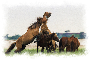 Wild Horses of the Rachel Carson Reserve