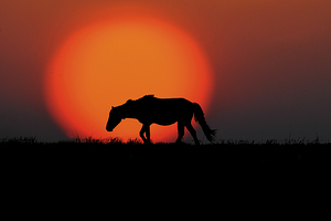 Wild Horses of the Rachel Carson Reserve 
