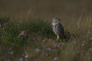 Burrowing owls over their nest