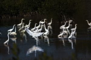 Great  Egrets feeding in marsh