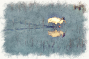 Wood Stork wading in water searching for food