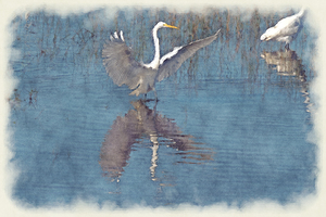 White egret wings spread in water