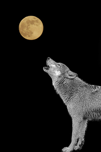 Wolves are legendary because of their spine-tingling howl