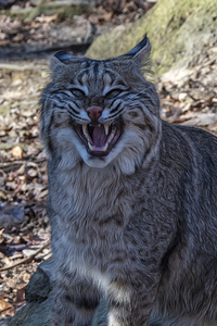 Bobcat Snarling