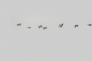 3White pelicans flying in a row 