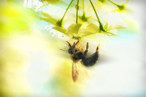 Bumble going in for the nectar