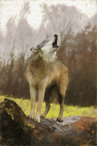 Wolves are legendary because of their spine-tingling howl  Print