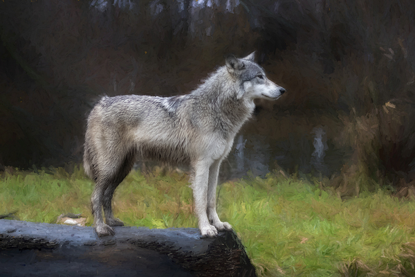 The wolf also known as the greygray wolf or timber wolf  Print