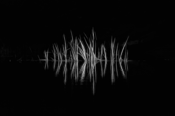 Reeds along the bank along a stream Print