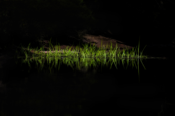 Grass along the rivers edge Print