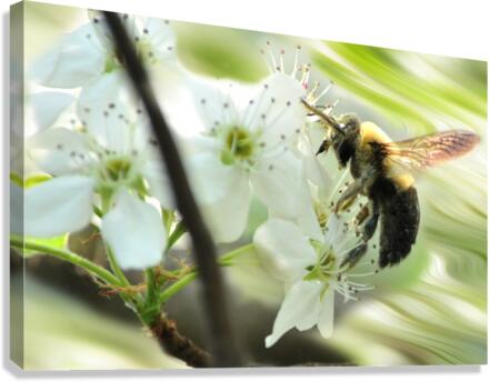 Bumble bee on flower Canvas Print