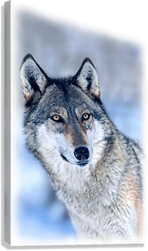 Wolf portrait Canvas Print